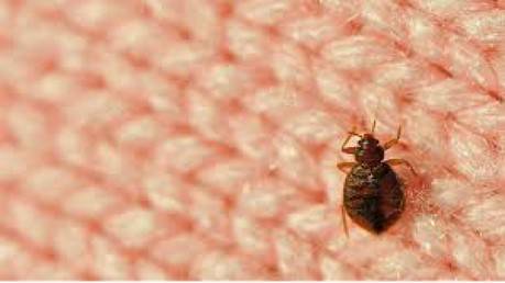 bed bug 2 blog