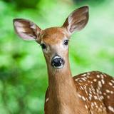 How To Get Rid of Deer