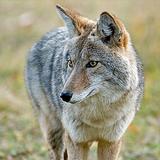 How To Get Rid Of Coyote