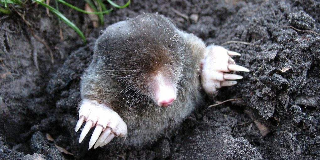 How to get rid of Moles in the Garden Humanely - Predator ...