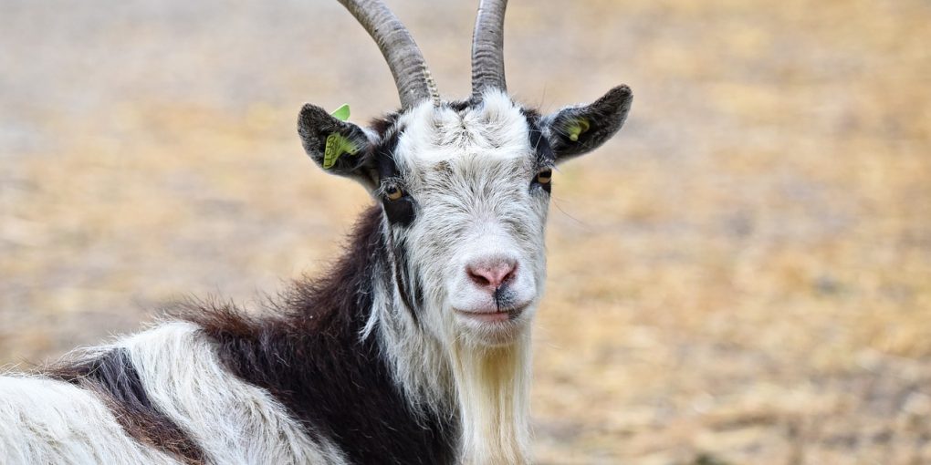 8 Common Goat Predators - And What You Can Do About Them - Predator Guard - Predator Deterrents and Repellents