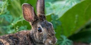 How To Keep Rabbits Out Of The Garden Predator Guard Predator Deterrents And Repellents