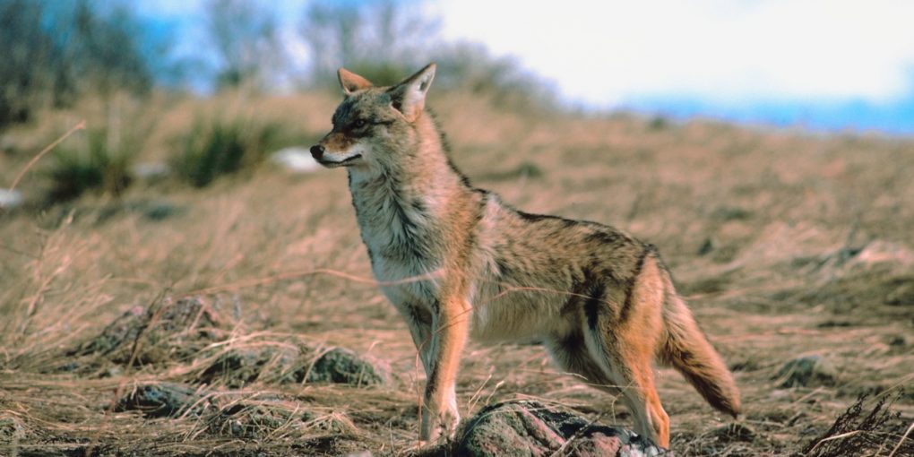 How to Keep Coyotes Away (Coyote Deterrent & Repellent Options ...