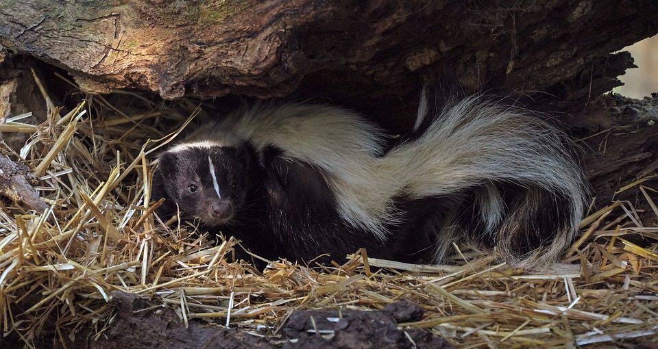 How To Get Rid Of Skunks Natural Non Lethal Methods Predator Guard Predator Deterrents And Repellents [ 510 x 960 Pixel ]