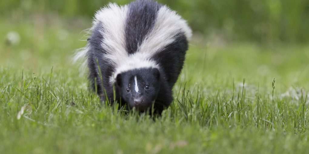 Skunks In The Chicken Coop How To Get Rid of Them Predator Guard