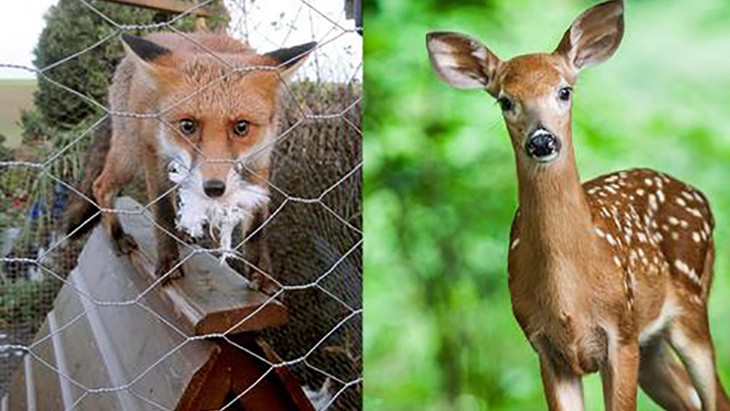 What Kind of Predators Are You Dealing With? - Predator Guard