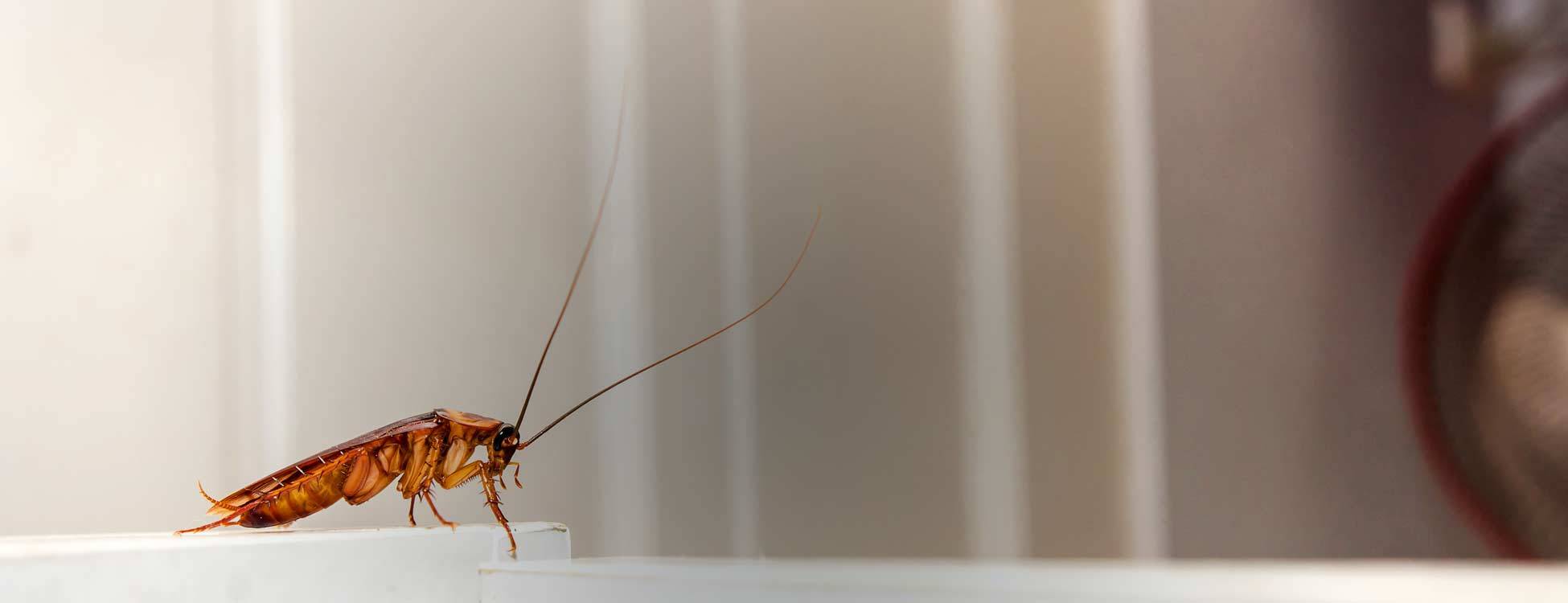 Pest Control and Prevention Louisiana Pest Control Baton Rouge