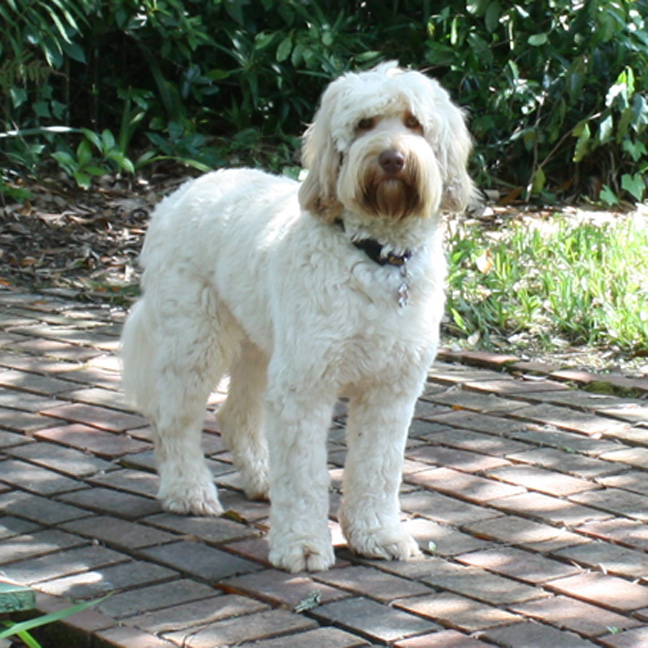 southern cross australian labradoodles
