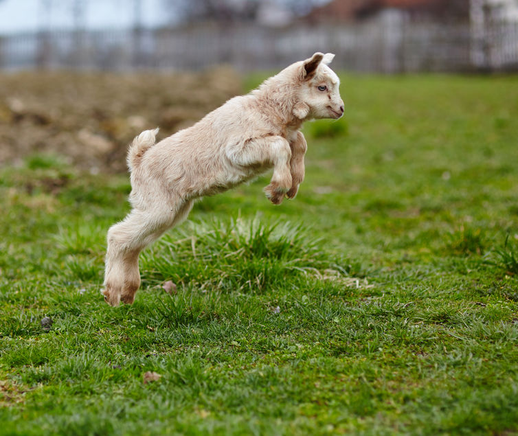 How to keep goats entertained - Predator Guard - Predator Deterrents and Repellents