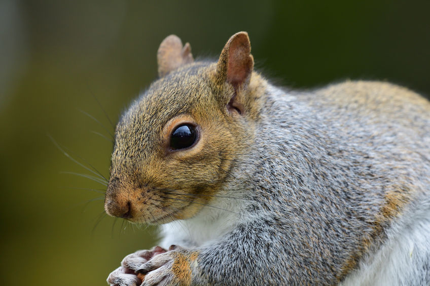 How to deter squirrels from your property Predator Guard Predator