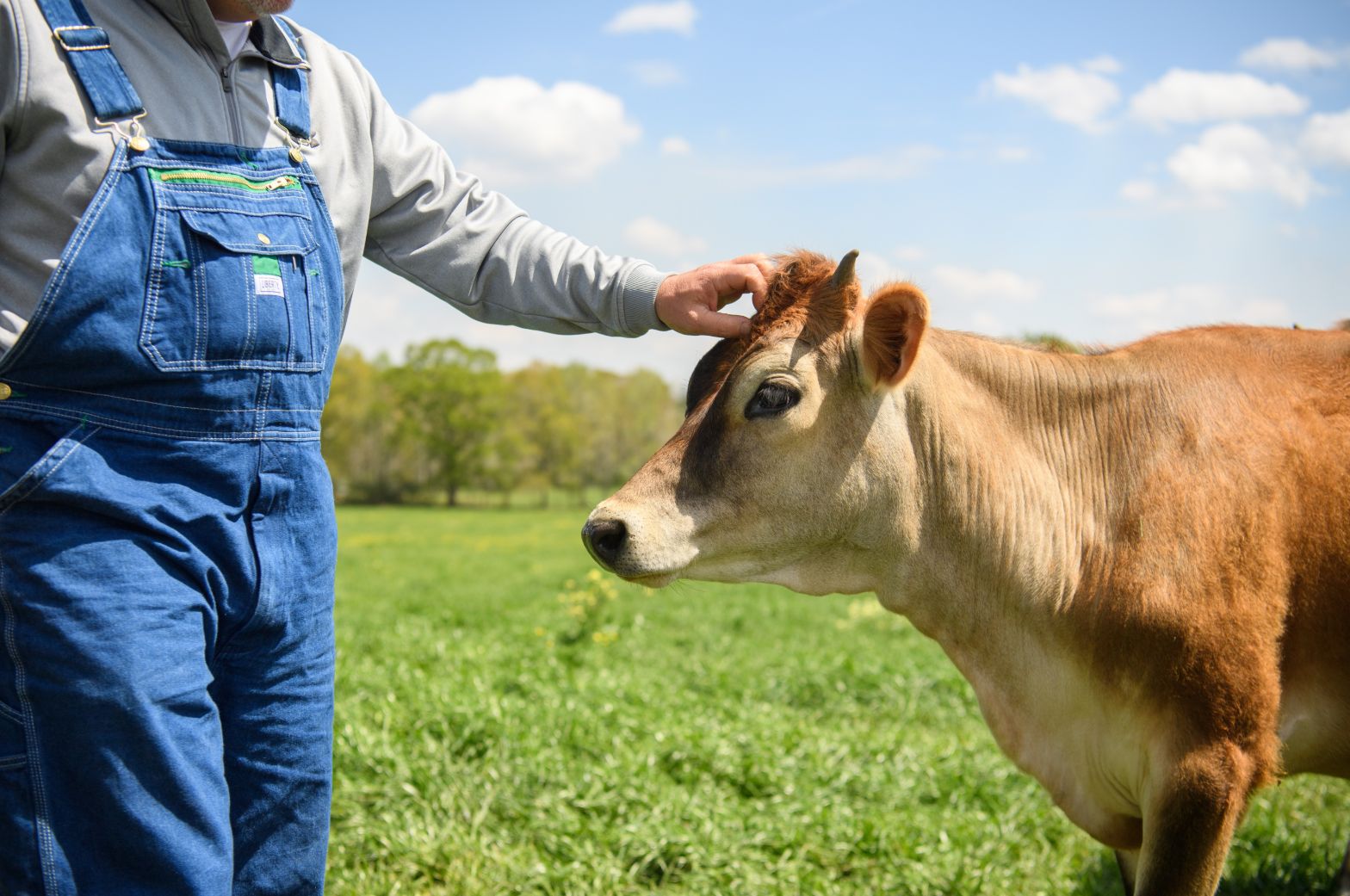 Kleinpeter Farms Dairy, LLC photo