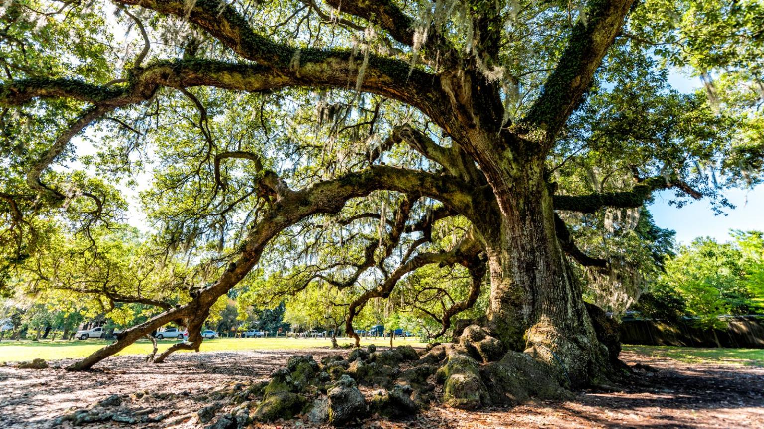 BIGGZ Tree Care gallery 4