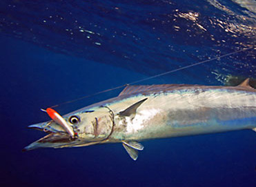 Wahoo Fishing Tips and Tricks