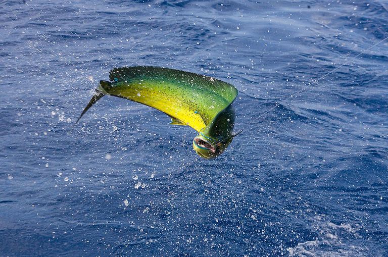 Fishing Tips to Beat the Florida Heat