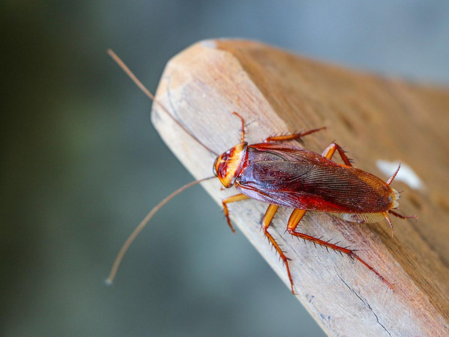 Cockroach on Wood Panel