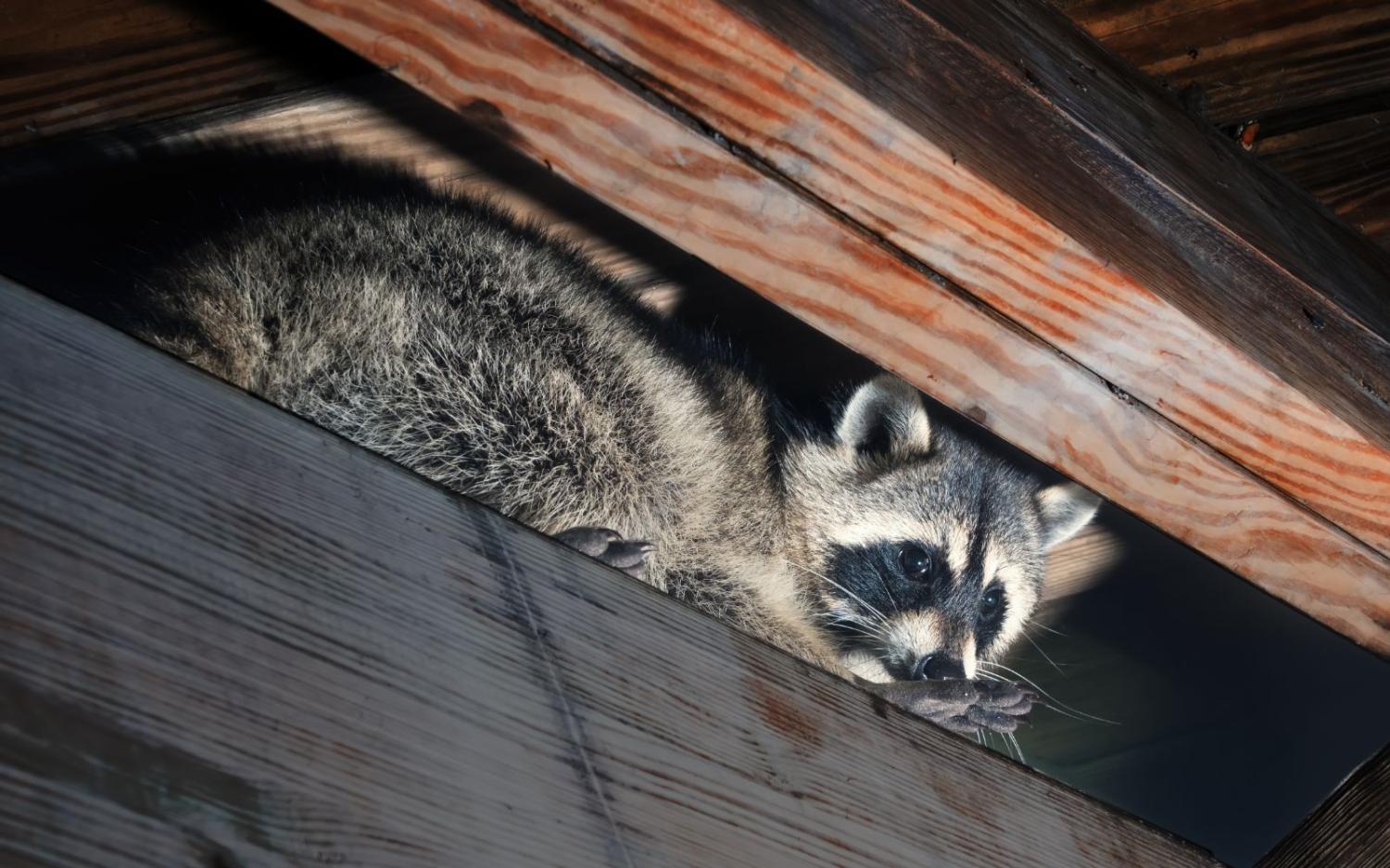 Raccoon on Wooden Beam