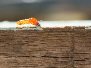 Termite Control Homestead