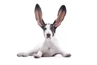 dog with his ears raised to listen