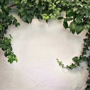 Ivy_Wall