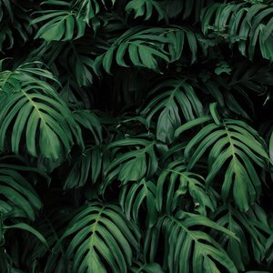monstera_greenery_wall_Square