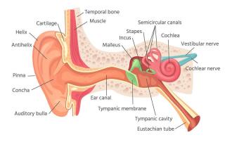 hearing anatomy