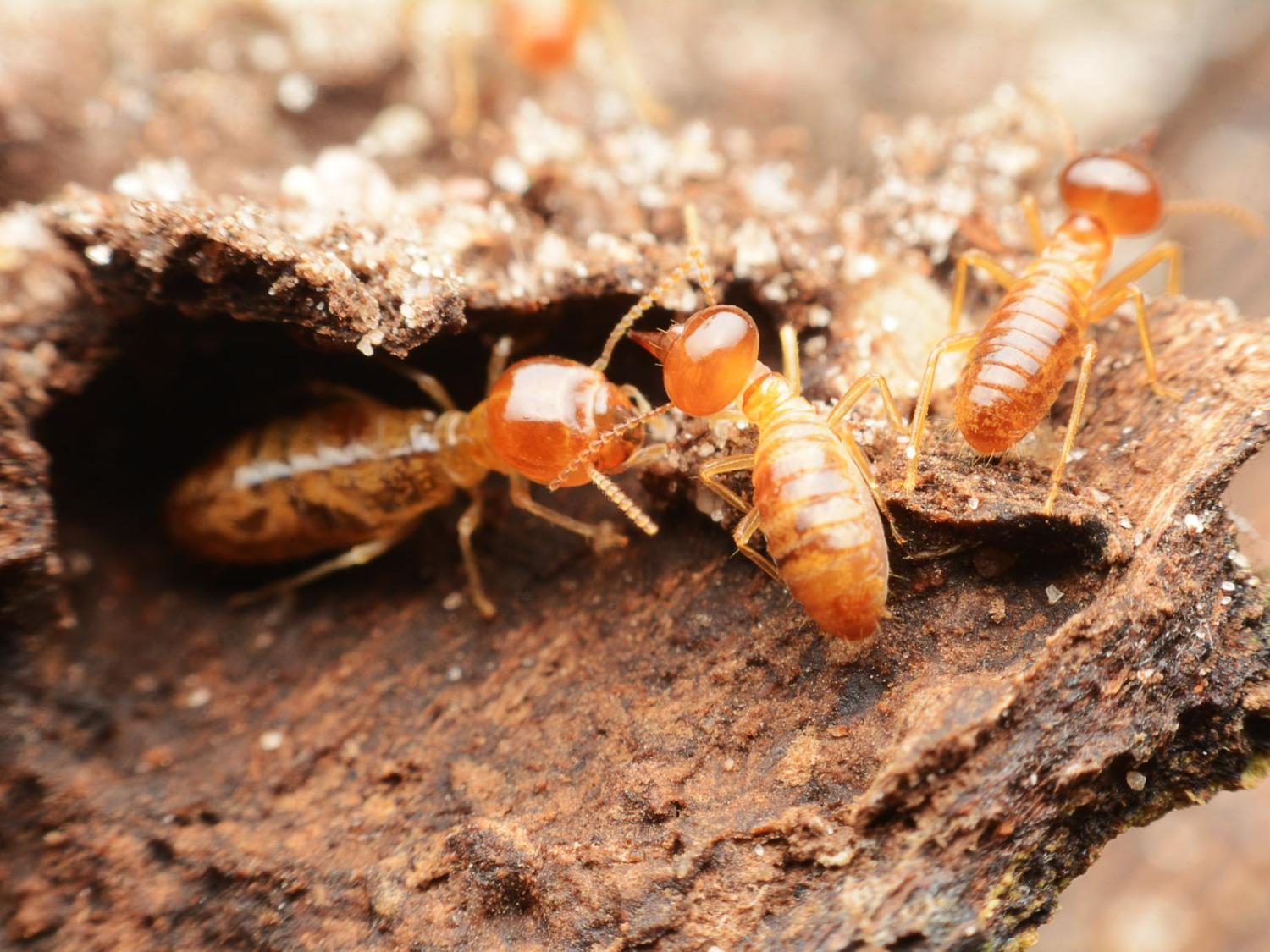 Termites Crawling Home Page