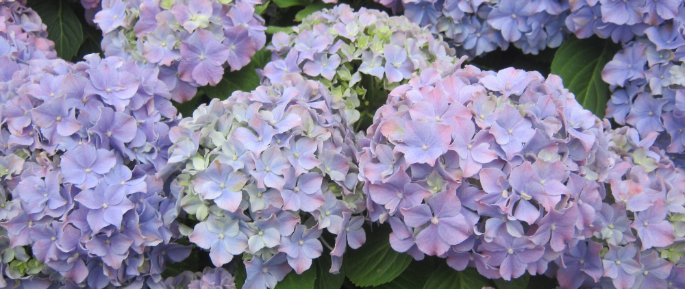 Lessons on Parental Rights Learned from My Hydrangeas