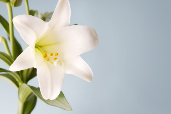 Participate in the Easter Flower Fund