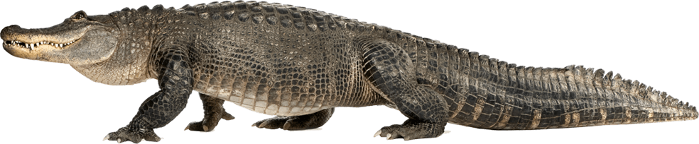 Alligator