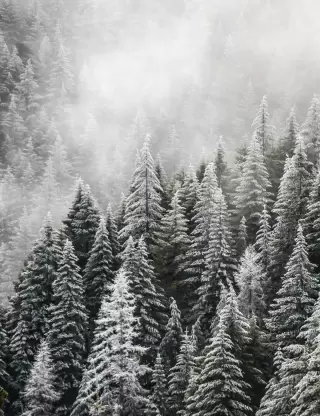 Snow covered trees of Mt. Hood in Oregon