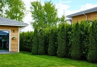 Home lot privacy landscaping buffer with hedges and trees for a Gulf Coast