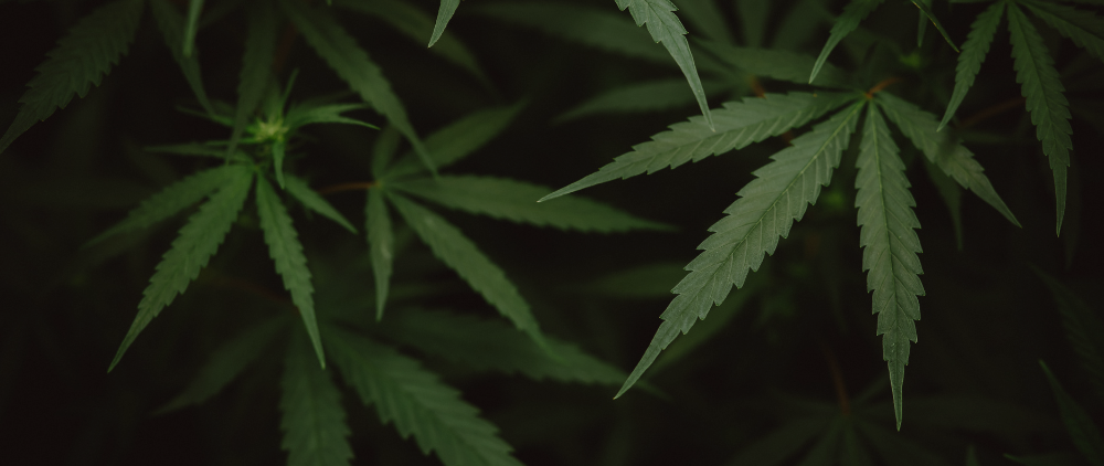 ‘No Place in Tennessee’ – Where Each Gubernatorial Candidate Stands on Marijuana