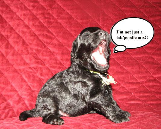 southern cross australian labradoodles