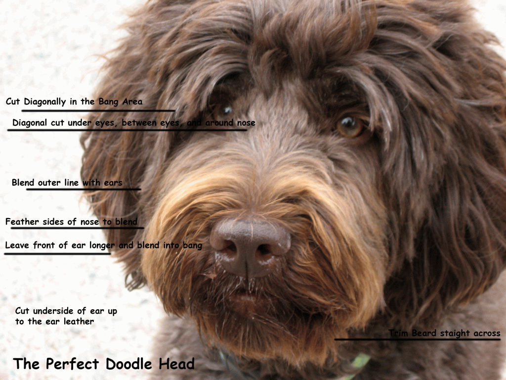 how often should i get my labradoodle groomed