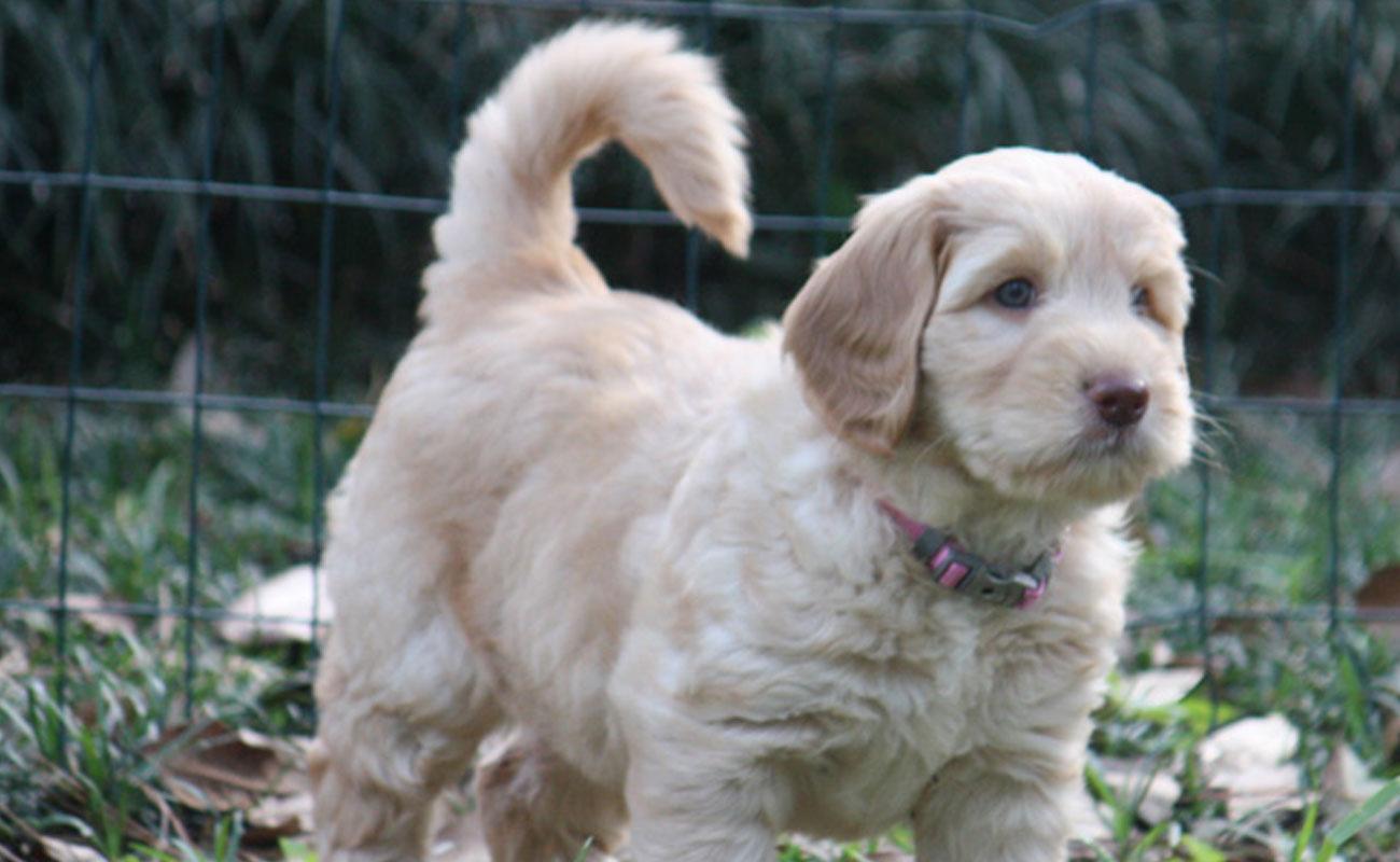 southern cross australian labradoodles