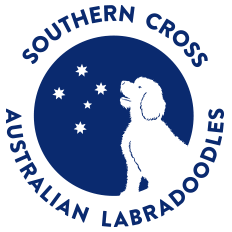 southern cross australian labradoodles