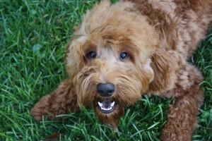 Sires - Southern Cross Australian Labradoodles