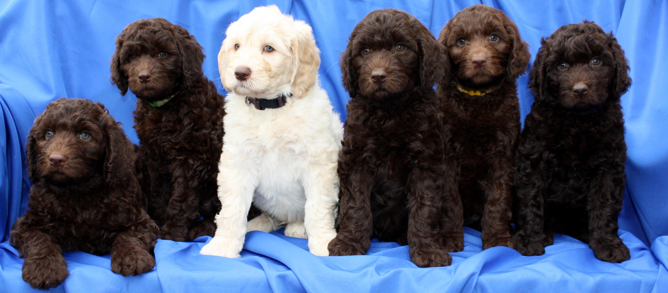southern cross australian labradoodles