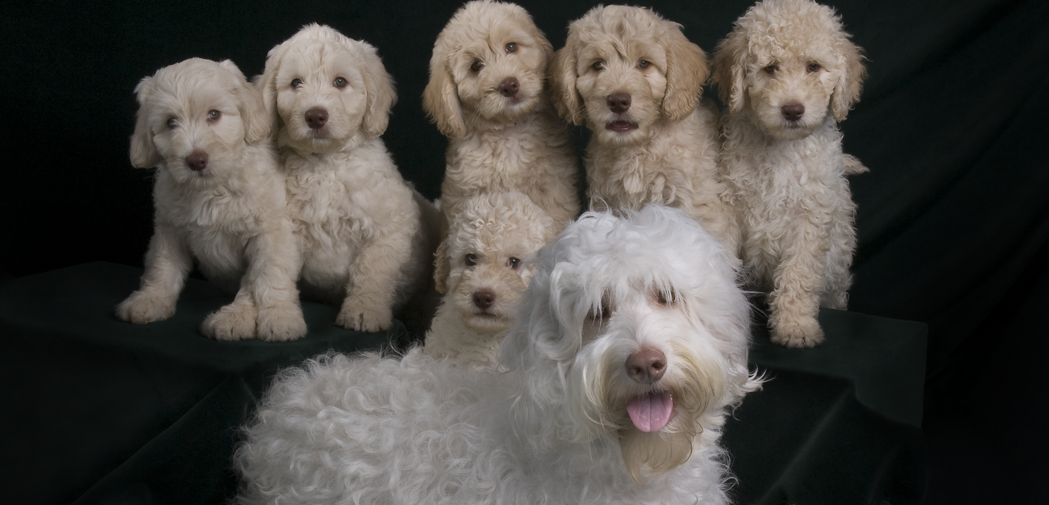 southern cross australian labradoodles
