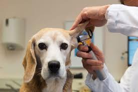 antibiotic ointment for dog ear infection