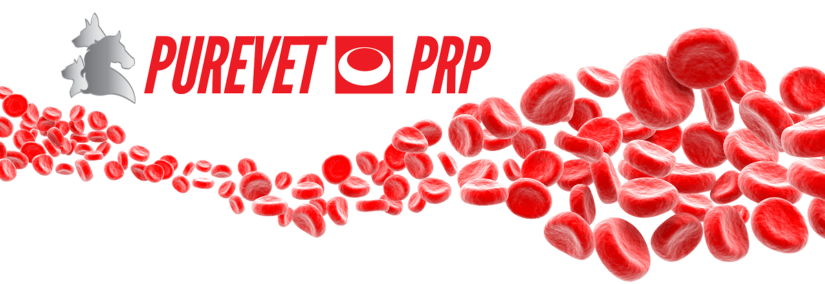 prp blood