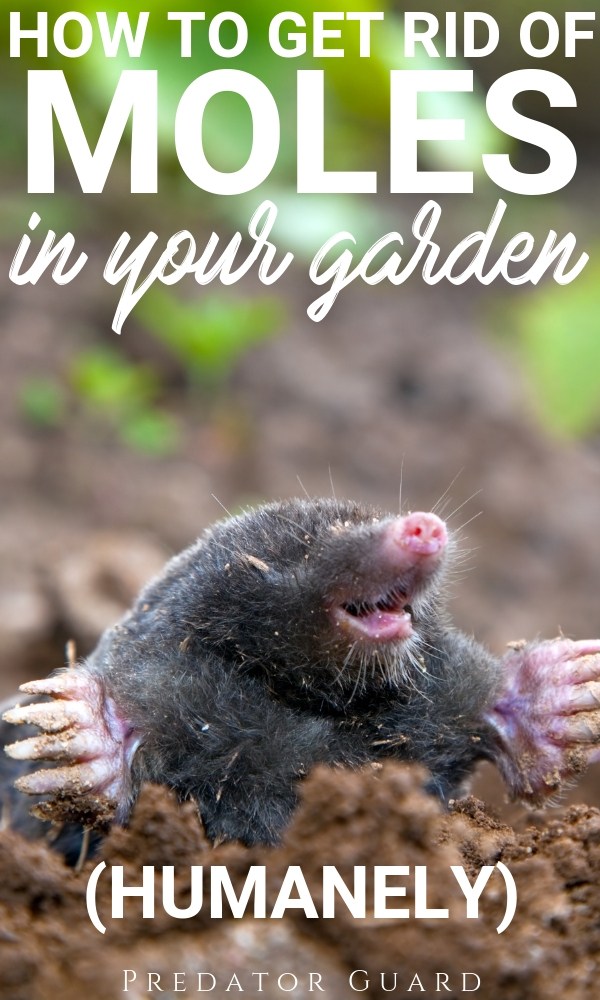 https://fluxconsole.com/files/item/484/61765/How-to-get-rid-of-Moles-in-the-garden-humanely.jpg