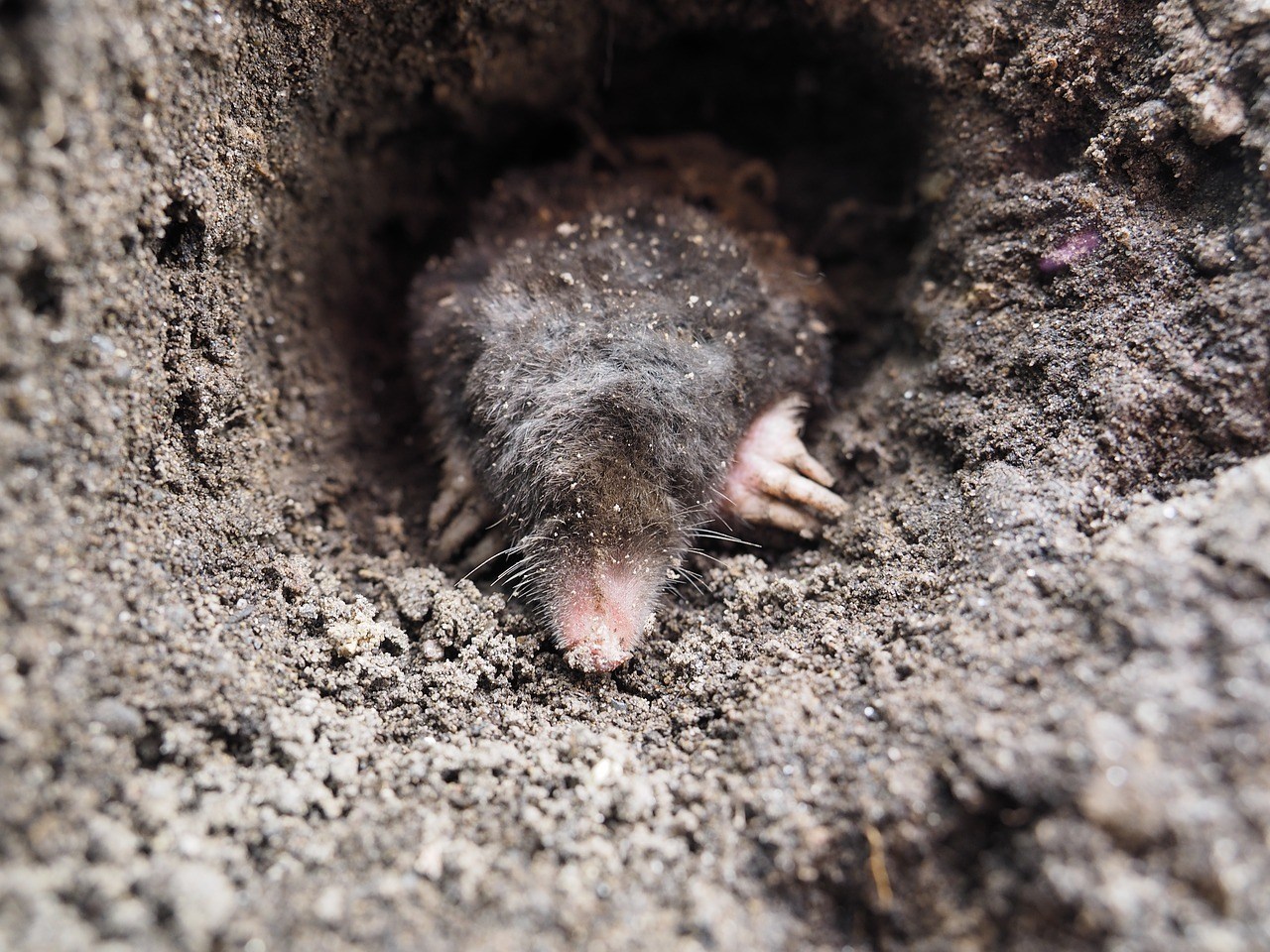 Predator Guard mole digging in soil