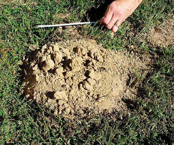 Mole-Dirt-Clods