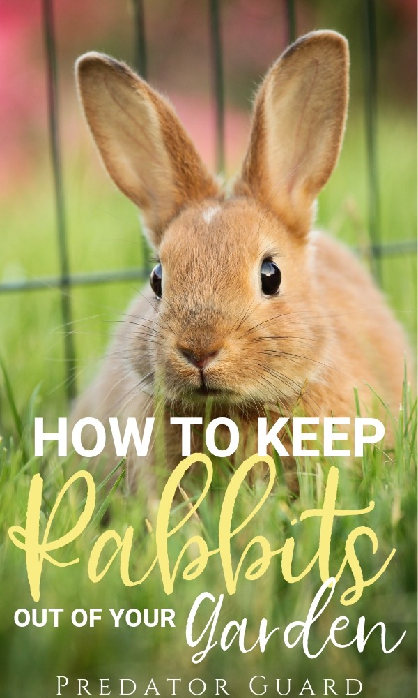 How To Keep Rabbits Out Of The Garden Predator Guard Predator