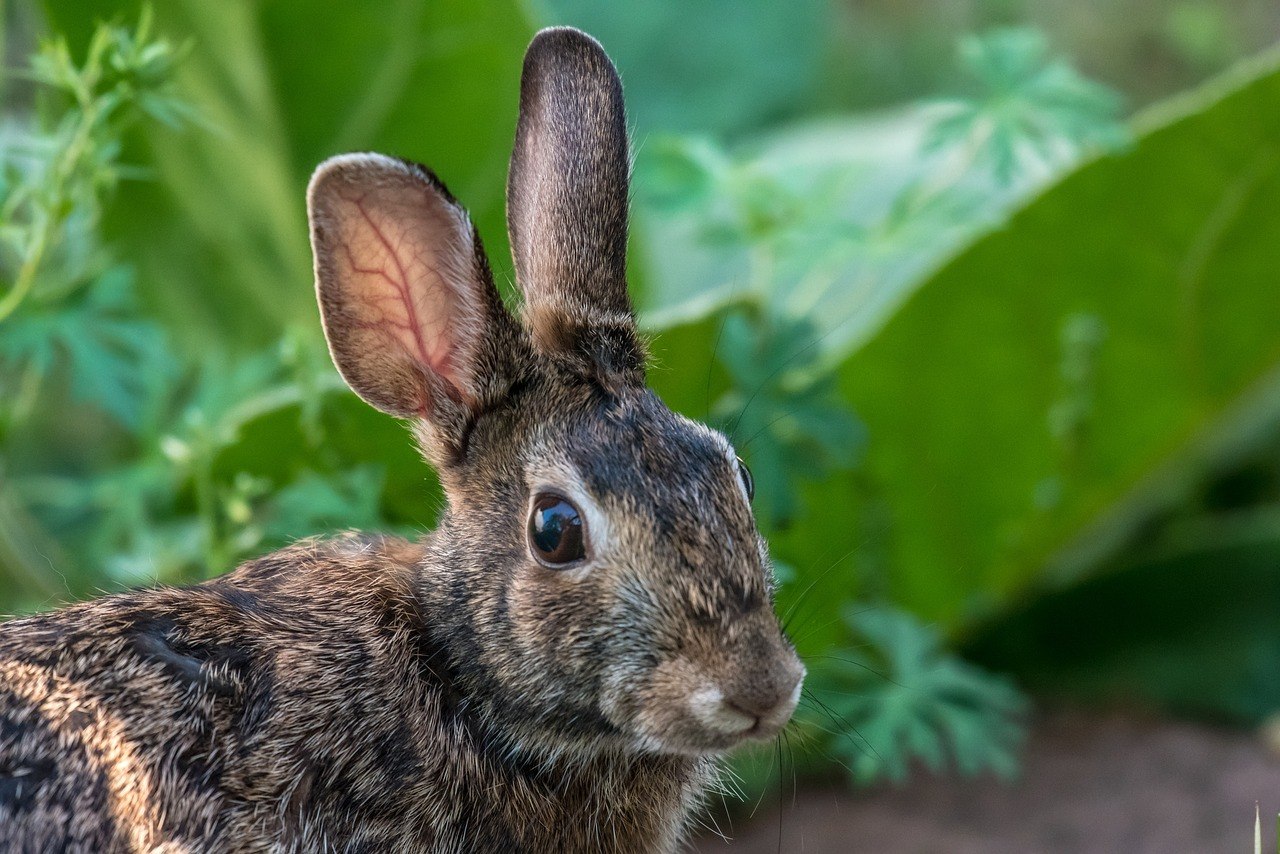 Predator Guard dark brown rabbit with plants behind