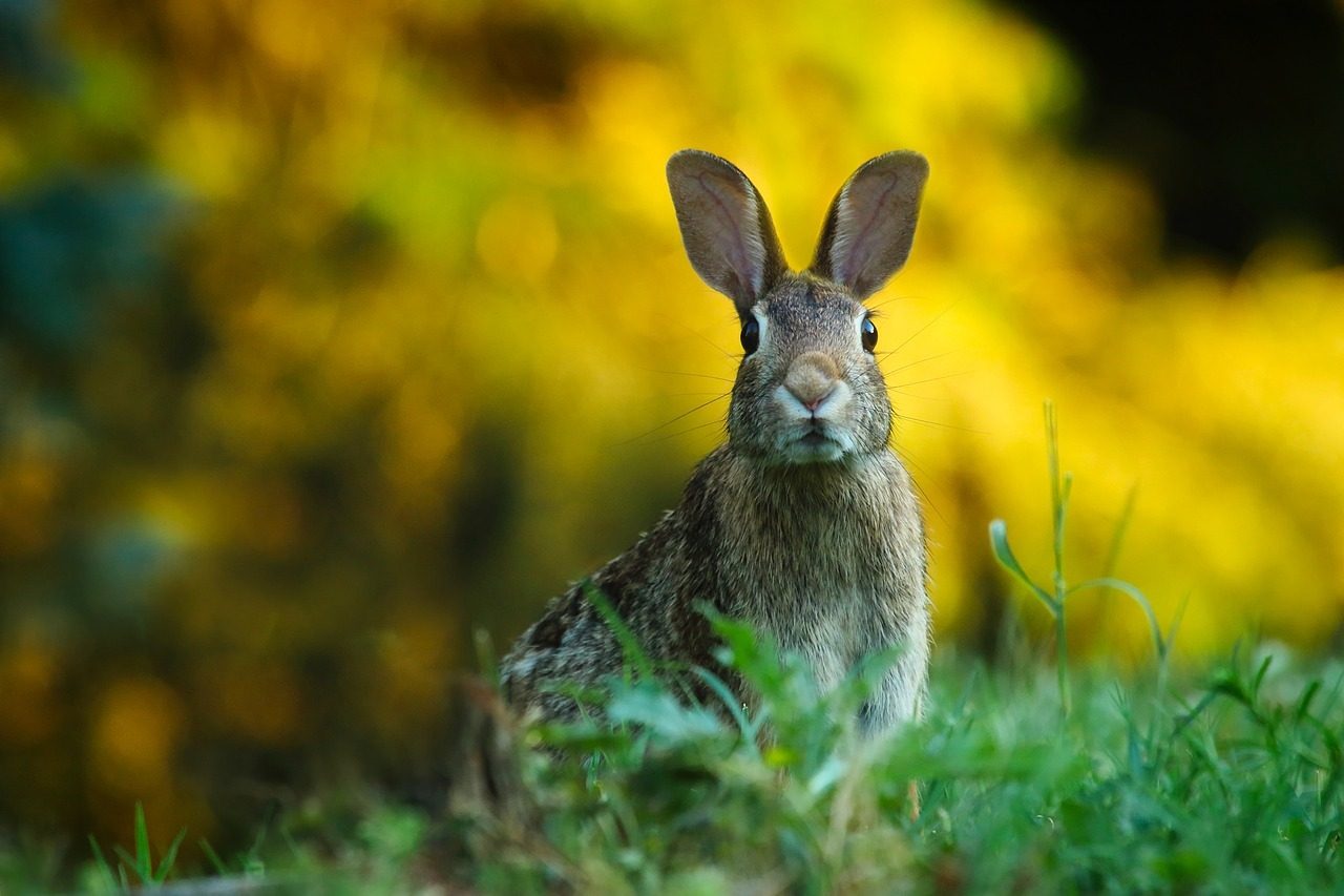 Predator Guard dark brown rabbit in grass area