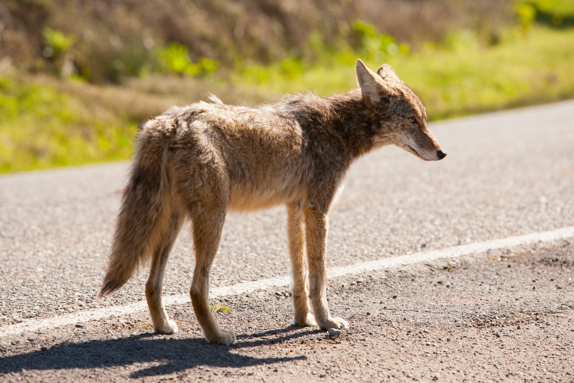 How to Keep Coyotes Away (Coyote Deterrent & Repellent Options