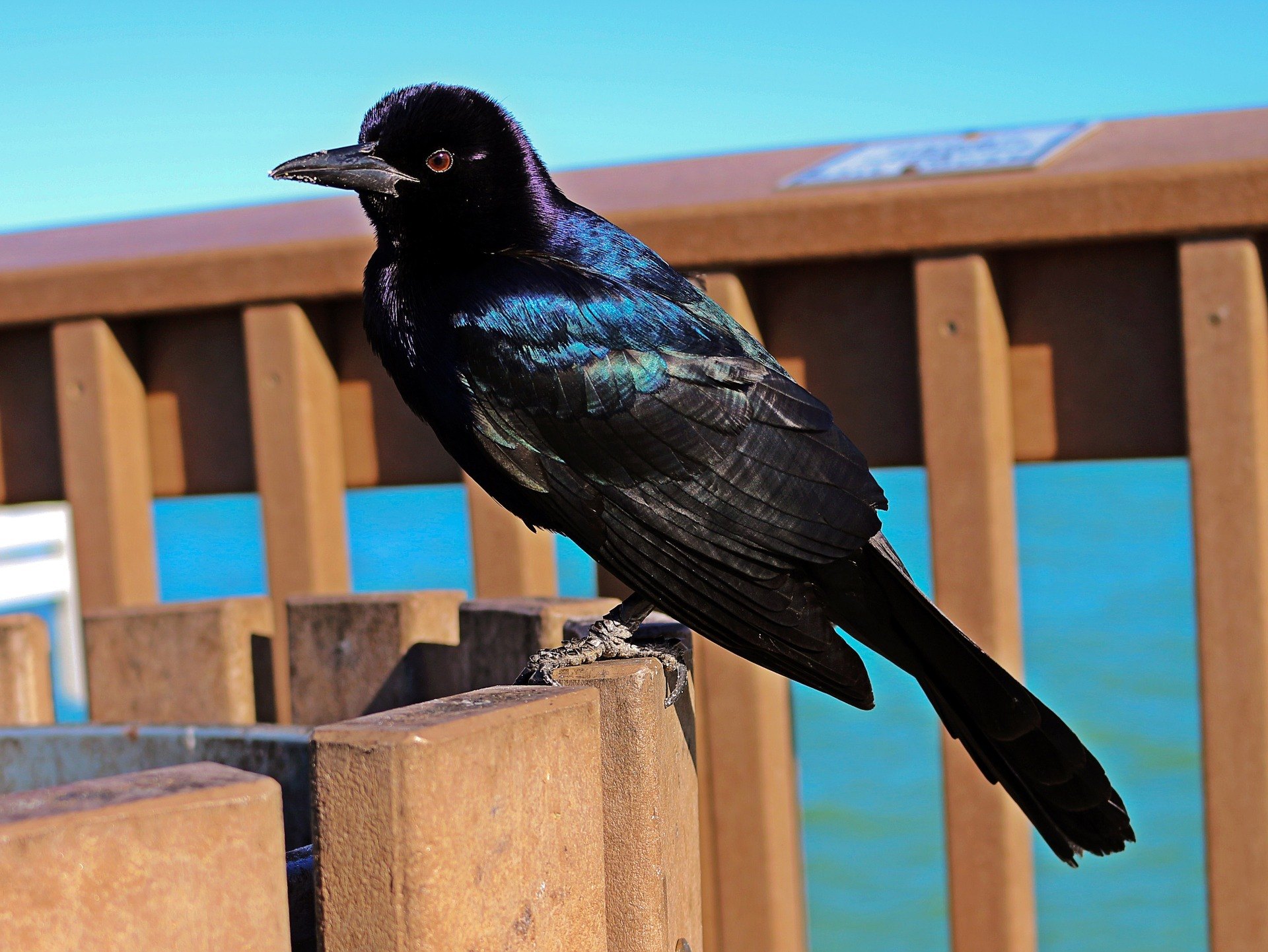 Grackle-Bird-on-Deck (1)