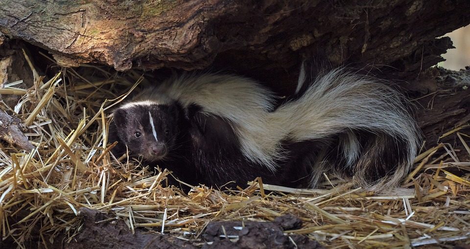 Predator Guard skunk hiding in nest